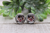Chow Chow || Dog Breed || 12mm Glass Stud Earrings
