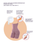 Siluet Shapewear Refresher and Disinfectant Spray  oz