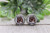 Collie || Dog Breed || Glass Stud Earrings || Hypoallergenic
