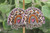 Silver MAMA Leopard & Cow Rainbow Resin Dangle Earrings