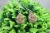 Sparkle Gold Druzy French Hook Earrings