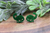 Green Glitter Dinosaurs || 12mm Stud Earrings