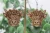 Floral Crown Highland Cow Wood Dangle Earrings