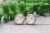 Cats || Glass Stud Earrings || Hypoallergenic