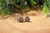 Rose Gold Druzy Heart Stud Earrings *Mini*
