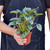 Peperomia 'Platinum'