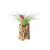 Cholla Wood