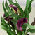 Purple Calla Lily 