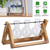 Desktop Glass Planter Bulb Plant