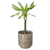 Dracaena 'Sted Sol Cane'
