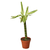 Dracaena 'Sted Sol Cane'