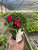 Impatiens