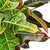 Croton 'Oak Leaf'