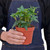 English Ivy Green California