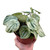 Peperomia 'Watermelon Variegated'