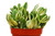Crassula Ovata 'Variegated Jade' Succulent