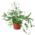Pteris Cretica 'Mayi' Fern - 6" Pot