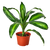 Dracaena Massangeana