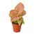 Syngonium Strawberry 