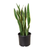Snake Plant 'Zeylanica' (Sansevieria) 
