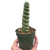 Succulent Unicorn Cactus