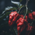 Carolina Reaper