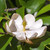 Sweetbay Magnolia Tree 