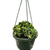 Hoya Rope Plant
