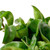 Hoya Rope Plant