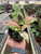 Syngonium 'Tricolor'