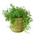 Pepe Planter - 6.5 Inch