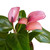 Anthurium 'Purple'