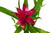 Bromeliad Guzmania 'Purple'