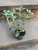 Tradescantia Velvet Zebra House Plant Fuzzy Plant