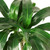 Dracaena 'Elegance' 