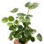 Aralia 'Balfouriana'