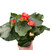Begonia 'Reiger'