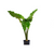 Alocasia Portora 'Elephant Ear' 3