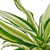 Dracaena 'Malaika'