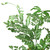 Pteris Ensiformis 'Silver Lace'