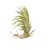 Tillandsia Air Plant Araujei