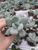 Blue Moonstone Succulent,Pachyphytum Oviferum, Drought Tolerant, Blue Succulent, House Plant