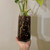 All Purpose Tropical Potting Mix - 1 gal. Bag