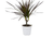 Dracaena 'Marginata Magenta'