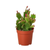 Zygocactus 'Christmas Cactus' 
