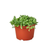 Succulent Cliff Cotyledon 