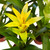 Guzmania Bromeliads - Live Plants