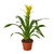 Guzmania Bromeliads - Live Plants