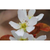 Serviceberry, Alleghney Tree 
