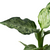 Dieffenbachia 'Memoria Corsii'